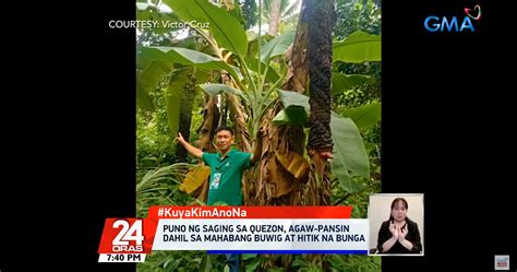 kinantot puno ng saging